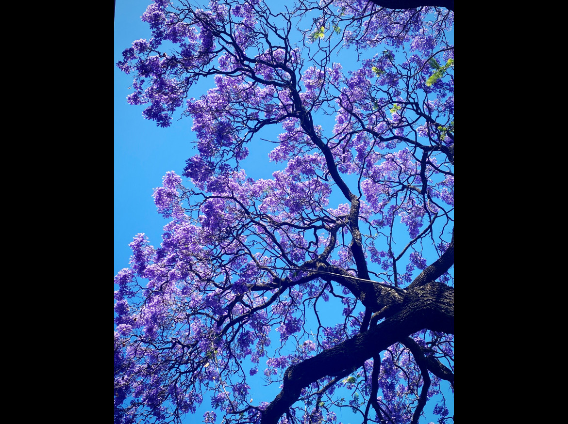 2463182C 3CEC 4717 97C8 7F7B12172D44