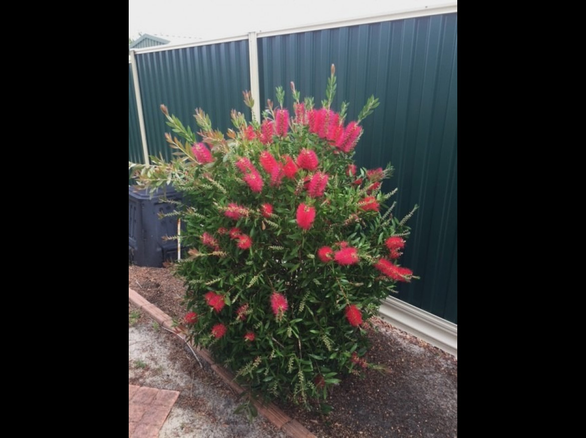 IMG 3875 002 BOTTLEBRUSH IN BLOOM